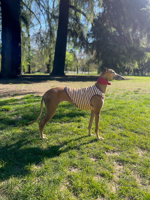 Levriero con gilet cane cotone a righe