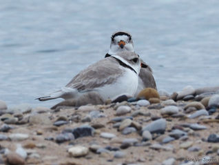 The First Piping Plovers return to Great Lakes Beaches!