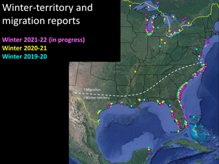 Where are the Great Lakes Piping Plovers now?