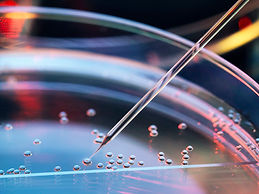 stem cell