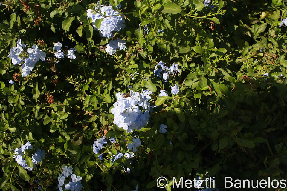 "In my blue dream''