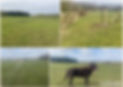 Collage 2023-05-01 14_38_34.jpg