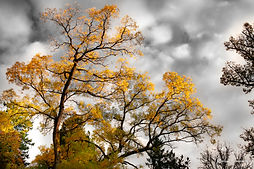 Automne_edited.jpg