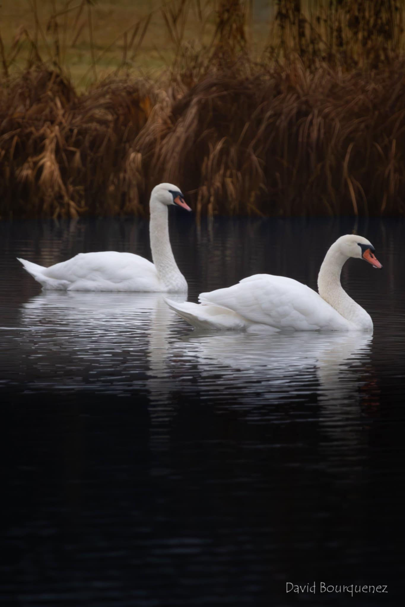 Photographie d'art deux cygnes blancs lac d'Annecy, reflets eau douce, décoration murale oiseau nature