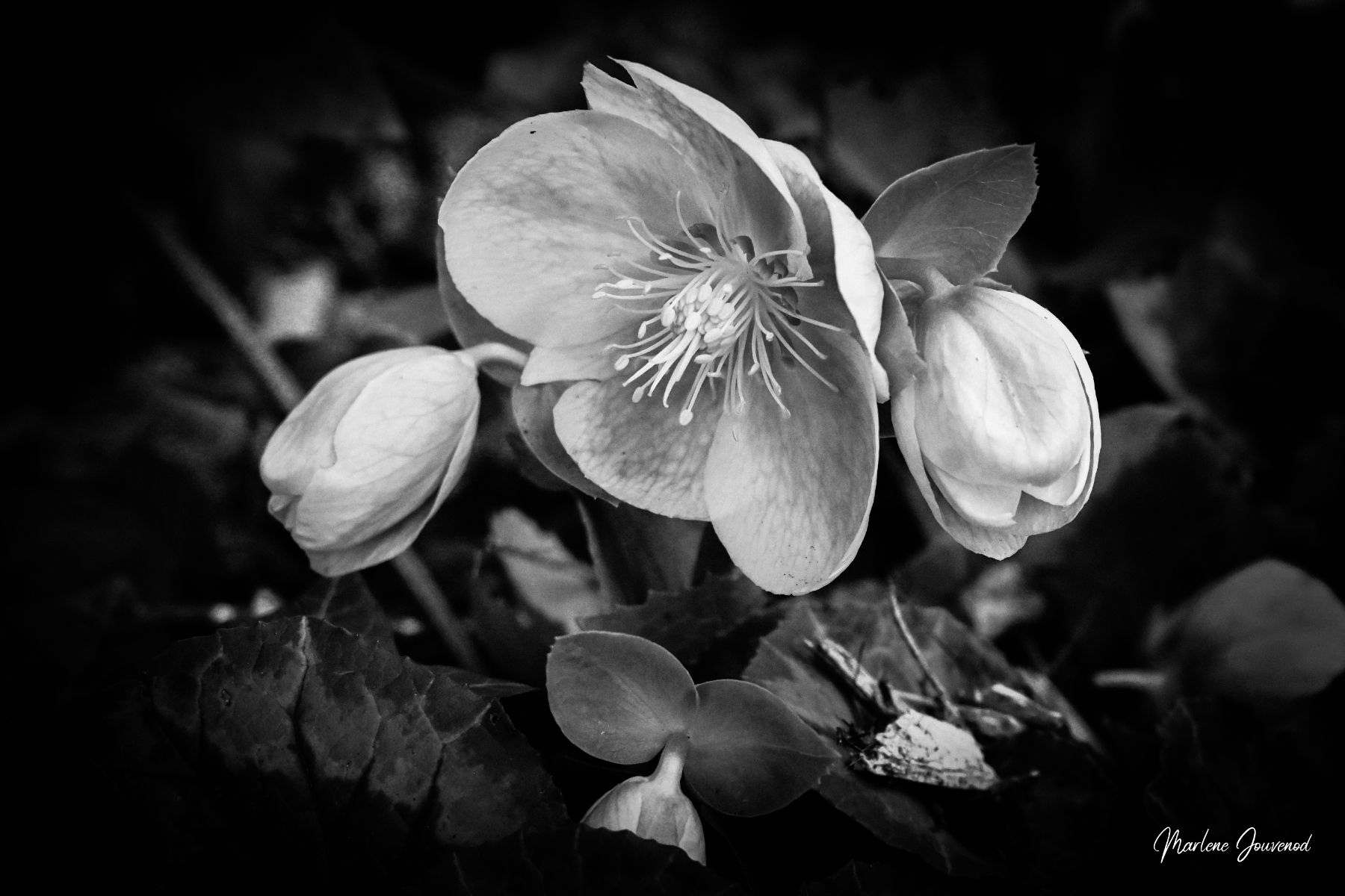 Photographie noir et blanc Hellébore, rose de Noël, macro fleur artistique, décoration murale élégante, art botanique