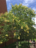 golden rain tree.jpeg