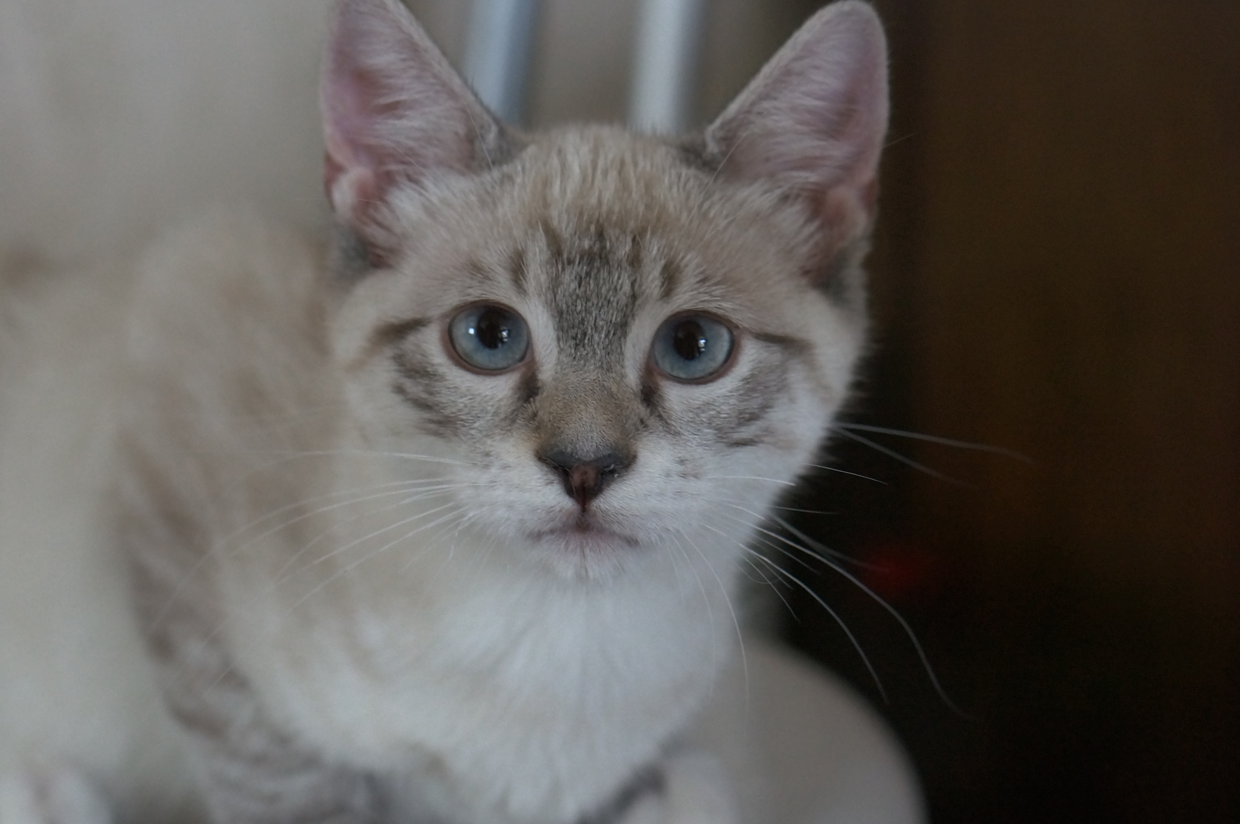 Sammy (FKA Nova A1076489)
