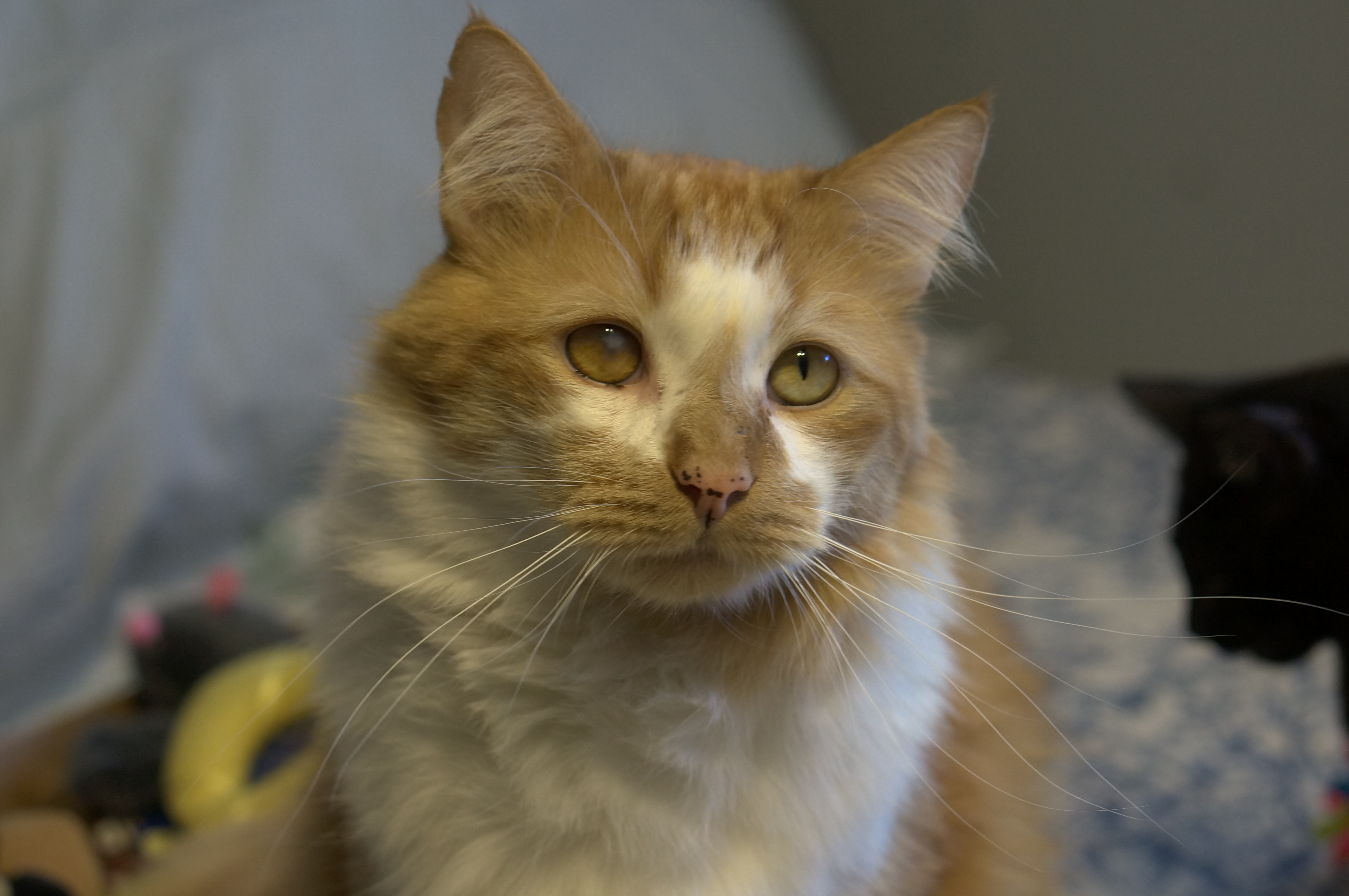 Rusty (FKA Hammond)