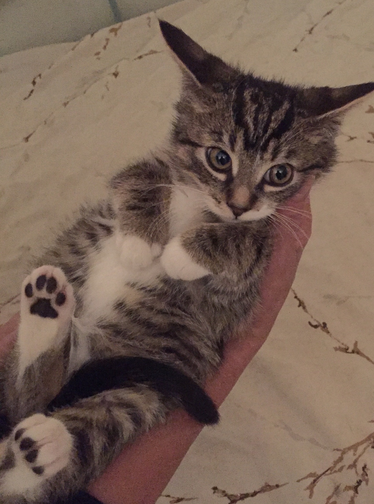 Socks