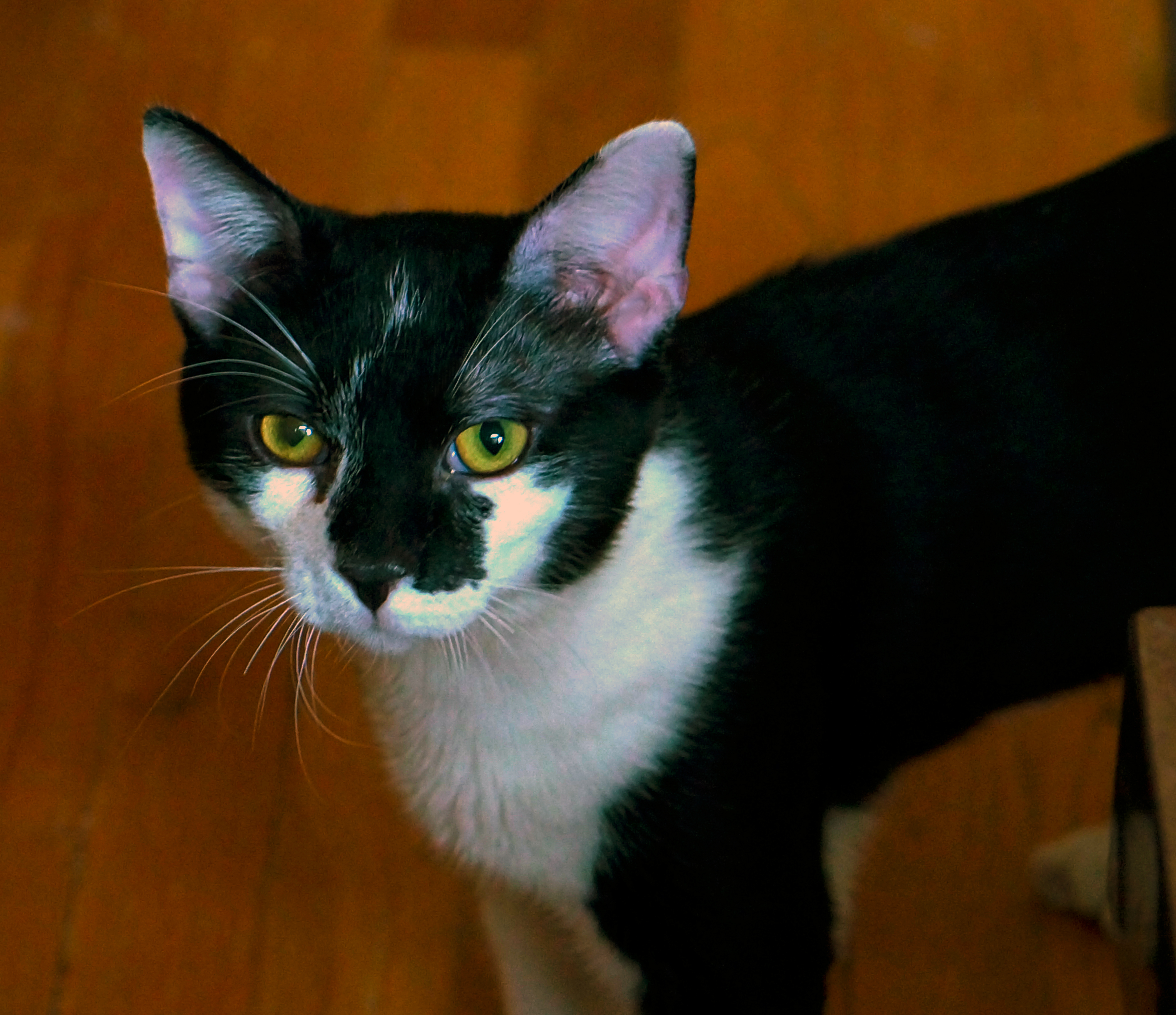 Legolas (FKA O'Day A1063815)