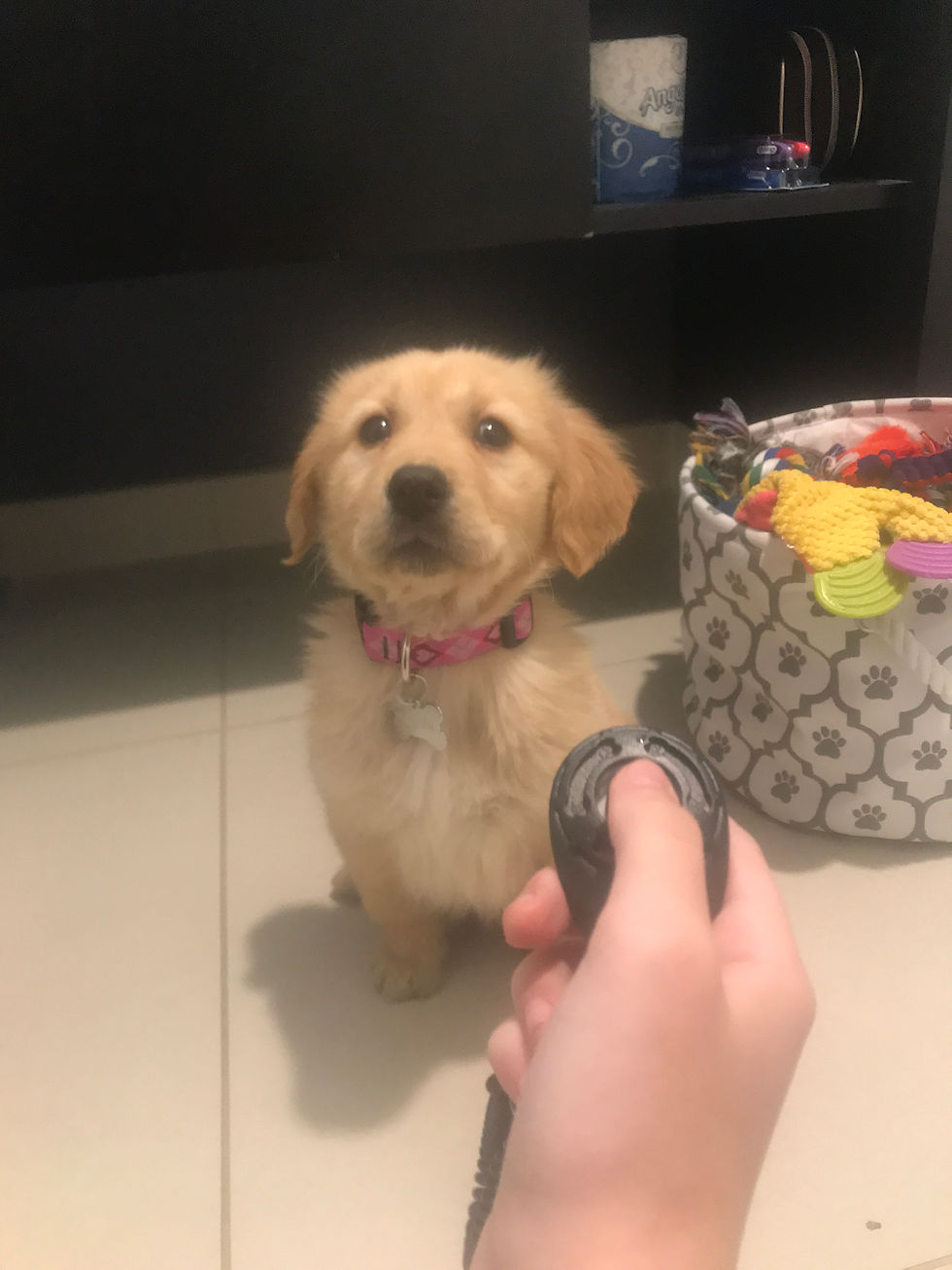 Clicker Training Your Puppy