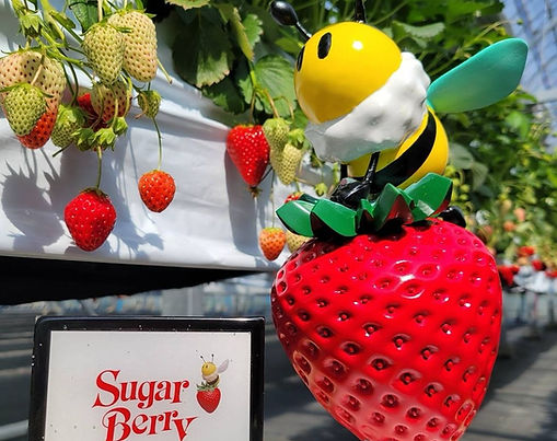 けずり苺・いちごパフェ