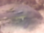 Manatí nadando cerca del fondo marino acompañado de un grupo de peces rémora que se adhieren a su cuerpo mientras se desplaza