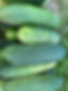 IMG_8216.jpeg