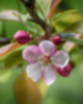 flowers-blooming-4247490_1920.jpg