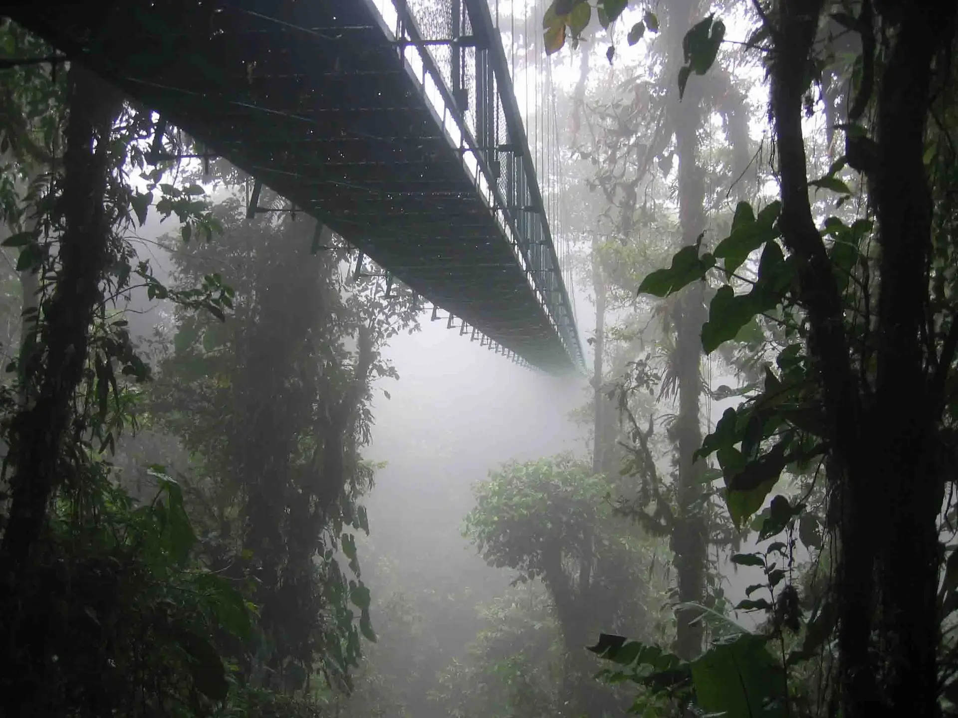 Puente colgante de Selvatura Park entre la densa niebla