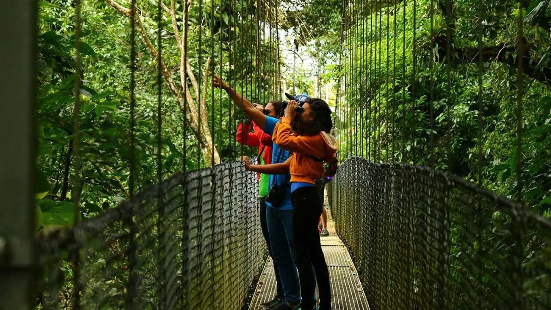Senderistas observando la selva desde un puente colgante.