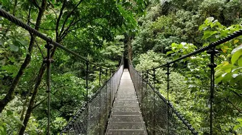 Puente colgante en Místico atravesando la selva tropical