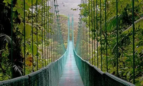 Puente colgante en selva tropical durante tour de senderismo