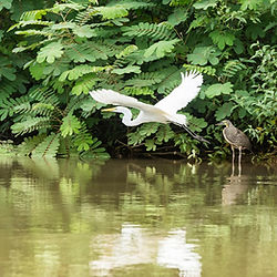 Garza blanca volando sobre el río en el tour Caño Negro