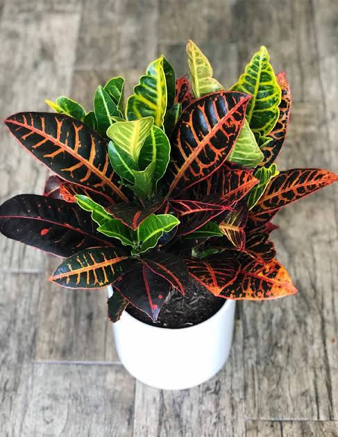 Codiaeum variagatum/पाटा-बहार(Pata Bahaar)