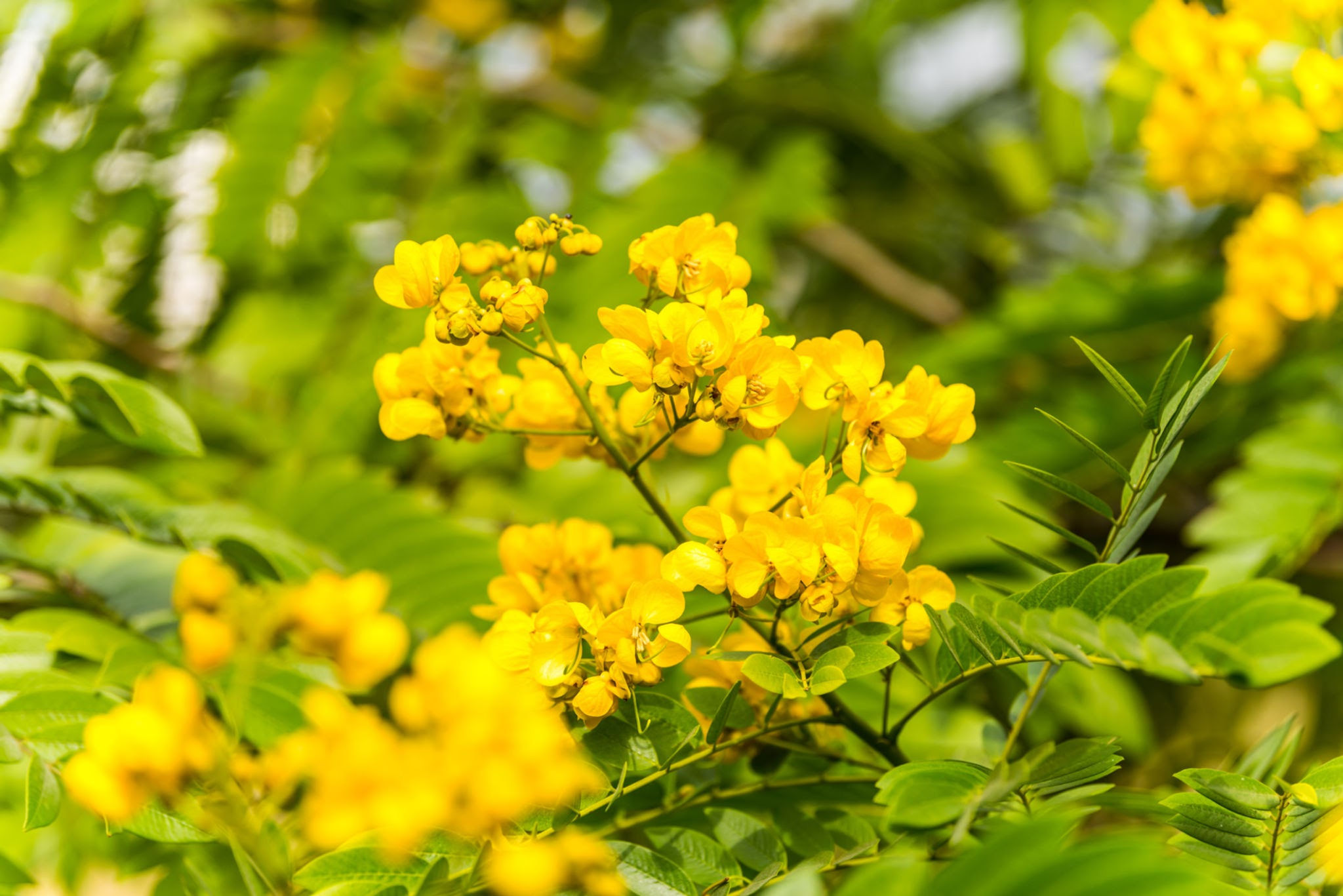 Cassia glauco/पिला अमलतास(Peela Amaltash)