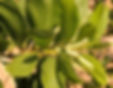Acacia mangium/बबूल मैंगियम(Acacia mangium)