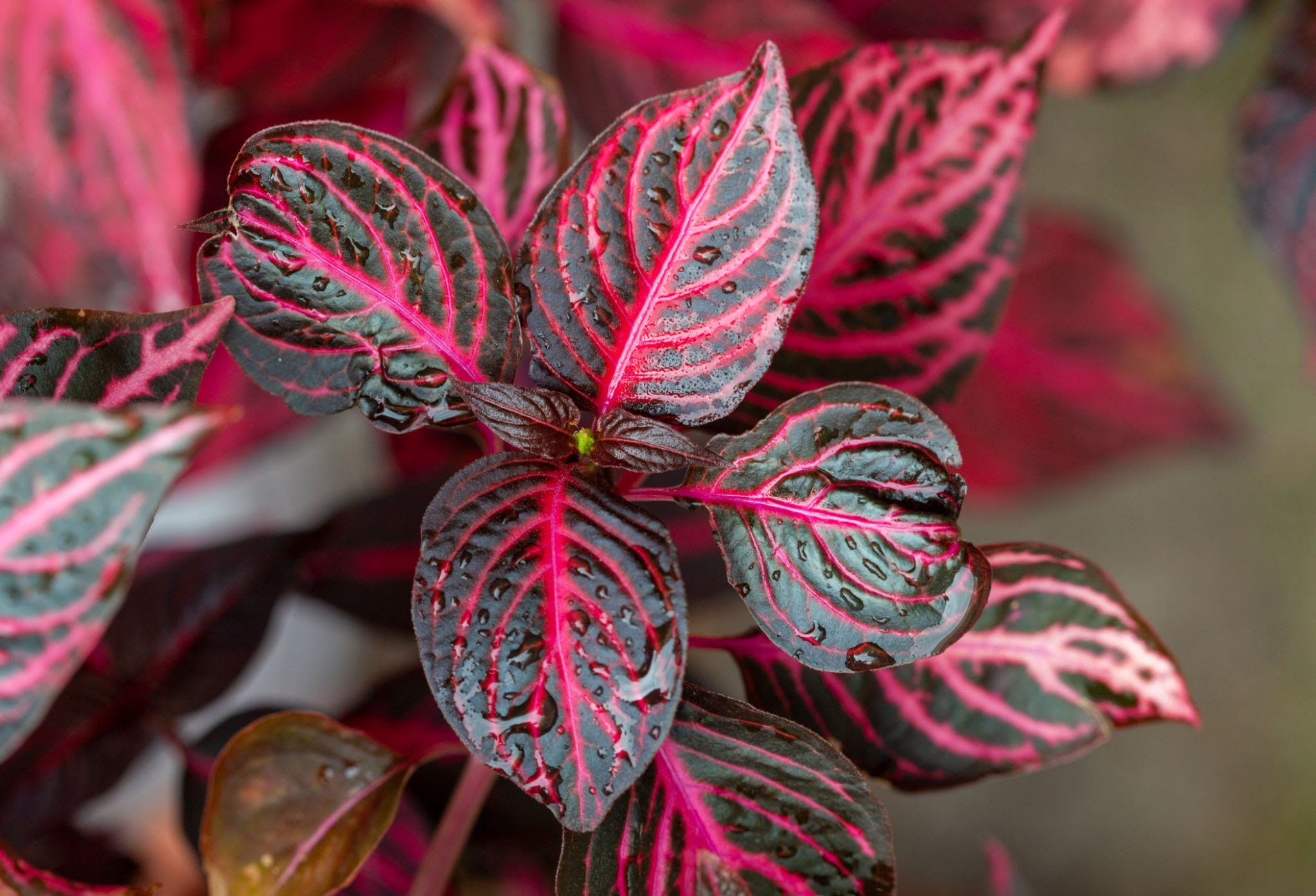 Iresine herbstii/बिशोहरी(Bishohari)