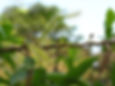 Salix tetrasperma/भारतीय विलो (Bhartiye Willow)