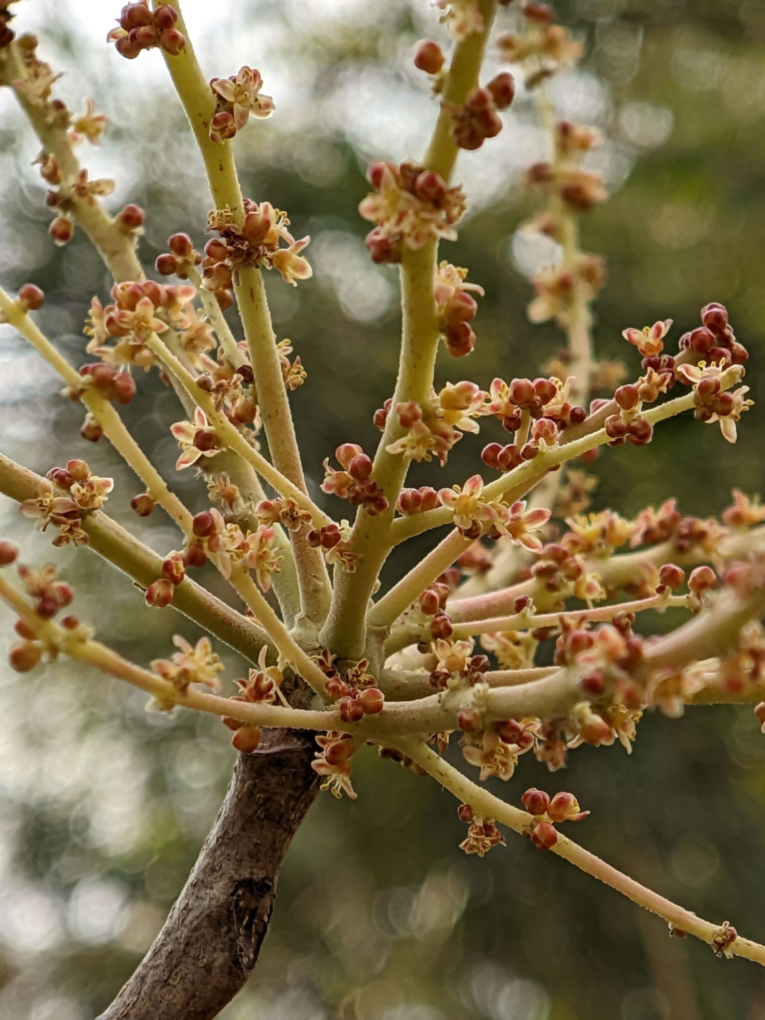 Lannea coromandelica/झिंगिनी(Jhingini)