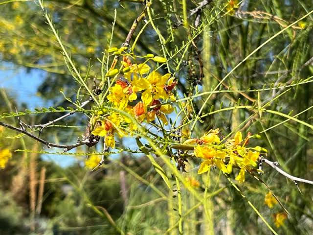 Parkinsonia aculeata/जेलीबीन का पेड़(Jelibean ka ped)