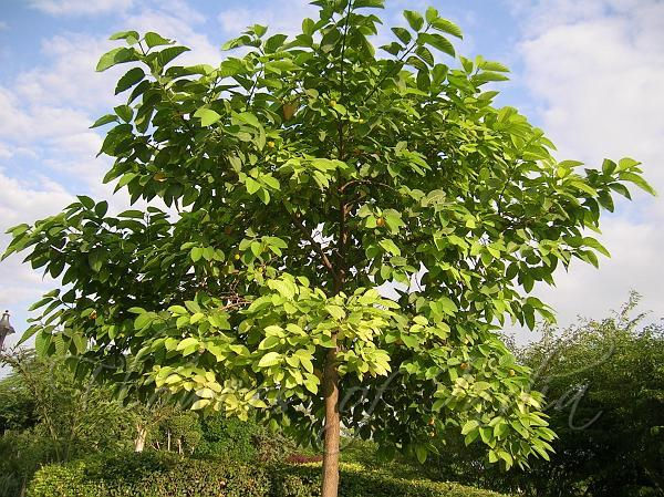 kadam plant/कदम(Cadam)