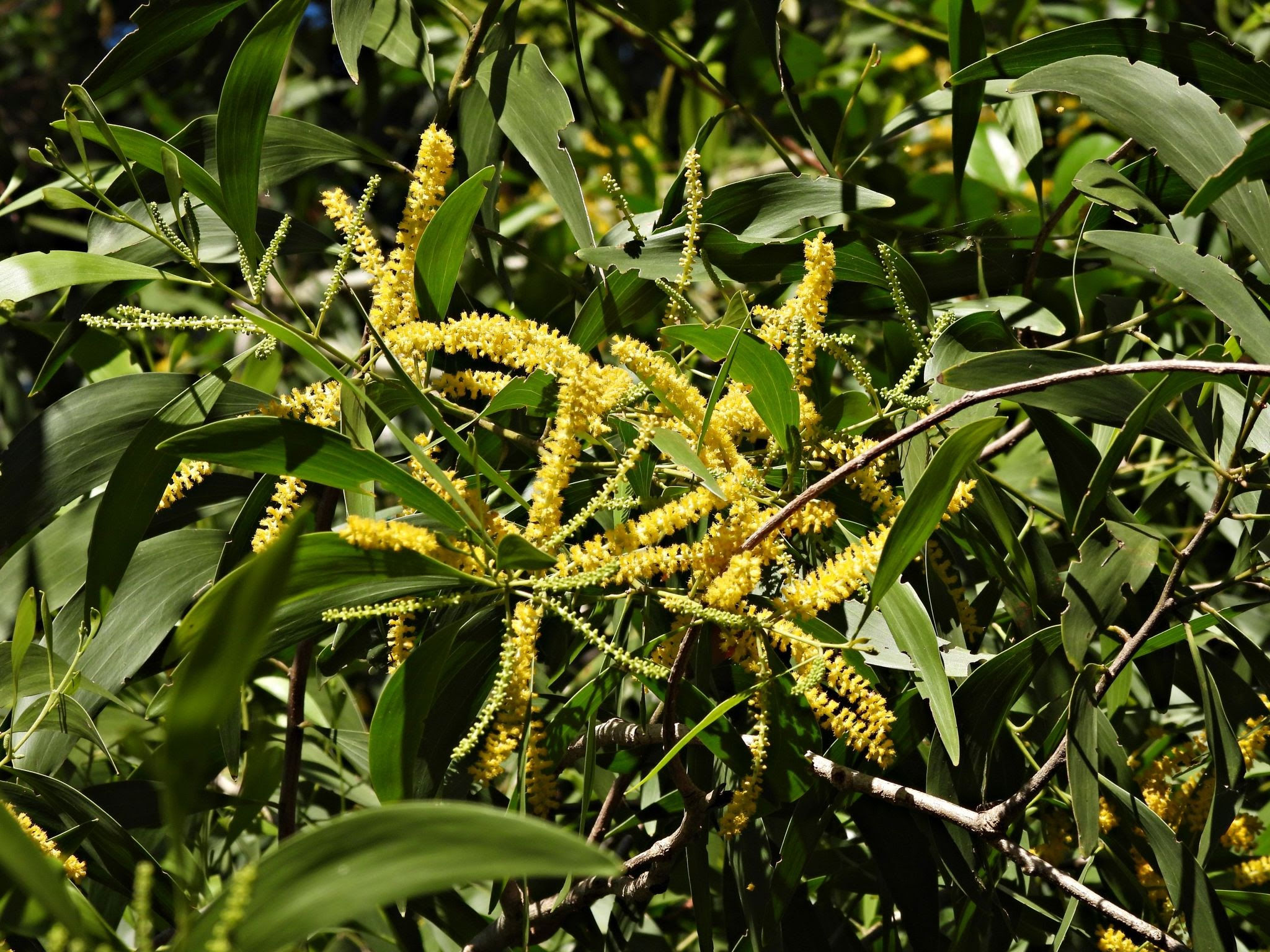 Acacia auriculiformis/बबूल(babool)