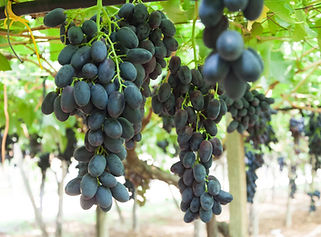 azienda-produzione-uva-tavola-1.jpg