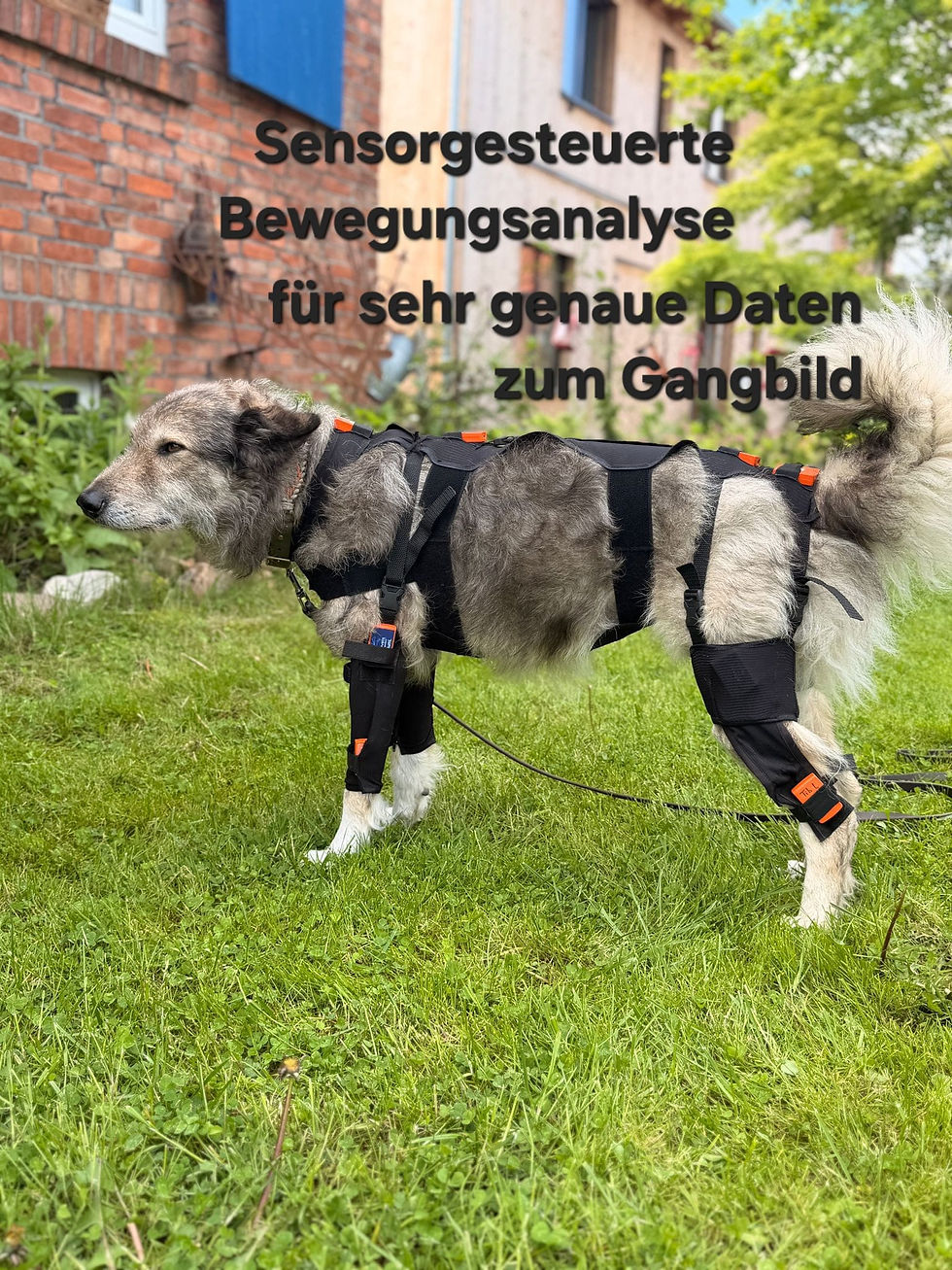 lupoGait Ganganalyse für Hunde Tierphysiotherapie Hundephysiotherapie Lehrte Pfotenkunde M