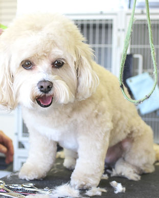 Dog Haircut