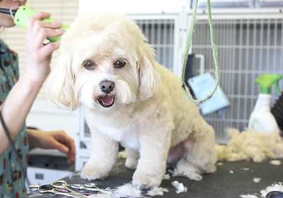 Dog Haircut