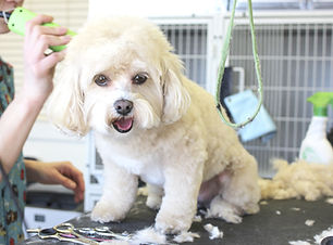 Dog Haircut