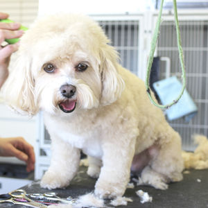 Fluffy dog getting groomed