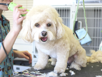 Dog Haircut