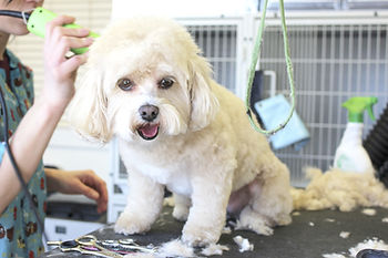 What Pet Boarding Equipment Should I Buy First?