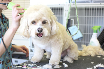 Dog Grooming Session