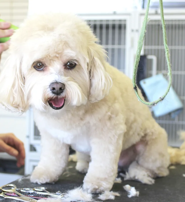 伊勢崎市 ペットサロンポップル ペットホテル トリミング ペット美容 ペット送迎 動物病院通院代行