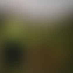 ell’immagine sono ritratti tre operatori della Protezione Civile in divisa ad alta visibilità giallo-blu, con caschi rossi, impegnati in un’attività di ricerca in superficie. Uno di loro tiene al guinzaglio un cane da soccorso (golden retriever), mentre un altro osserva il terreno con un binocolo. Sullo sfondo si vede un paesaggio rurale con erba e alberi spogli, delimitato da un nastro bianco e rosso.