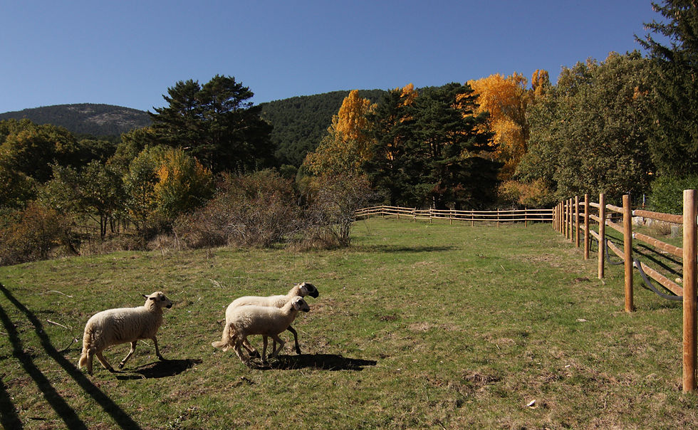 LUCERA, CAMPANILLA Y BEN
