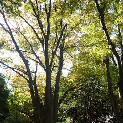 Under Zelkova Trees
