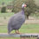 Thumbnail: Growers Guinea Fowl - 2 weeks upwards