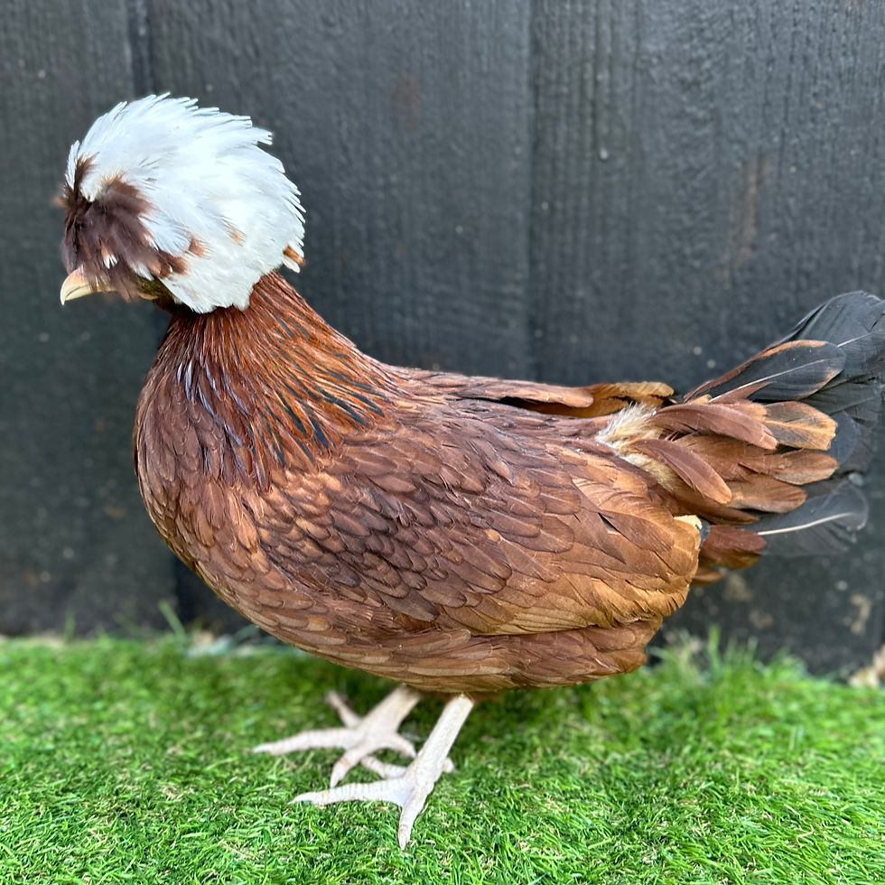 Thumbnail: Poland/Padovana Bantams