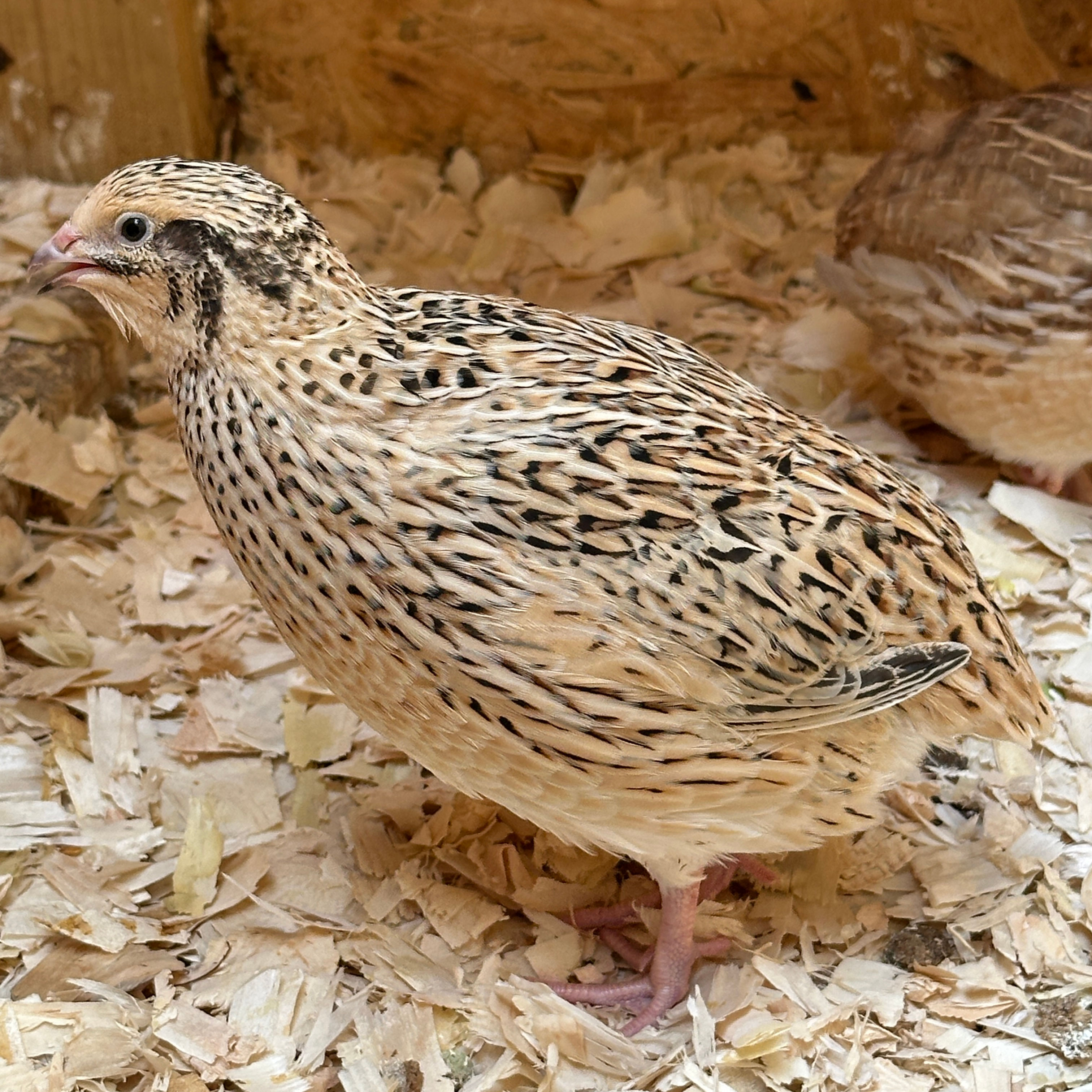 Celadon Quail - Blue egg layers