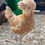 Thumbnail: Poland/Padovana Bantams